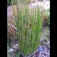 Equisetum Praealtum (fam Equisetacees) (USA, Canada) (1)